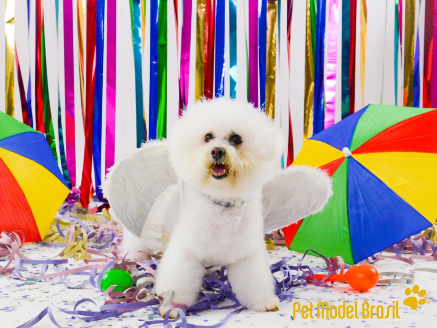 Cachorros vestem fantasias para Carnaval