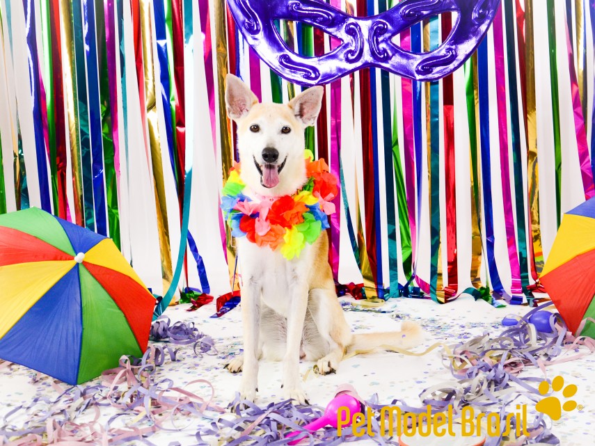 Cachorros vestem fantasias para Carnaval