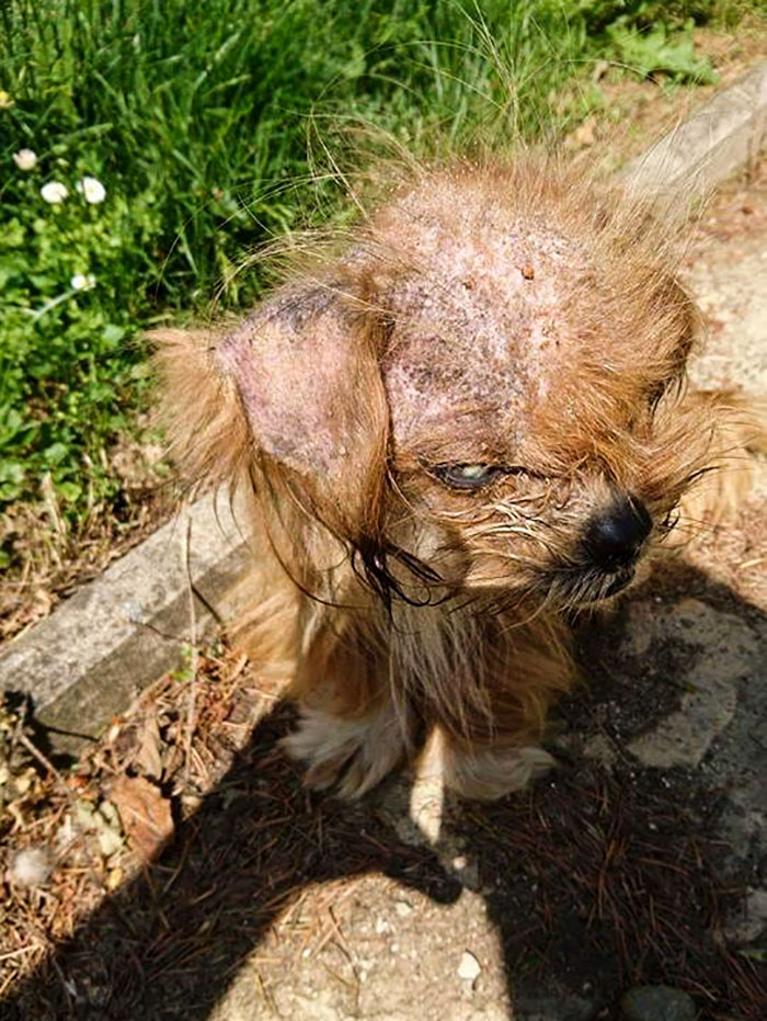 Cachorro de rua se transforma após ser adotado
