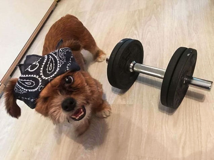 Cachorro de rua se transforma após ser adotado