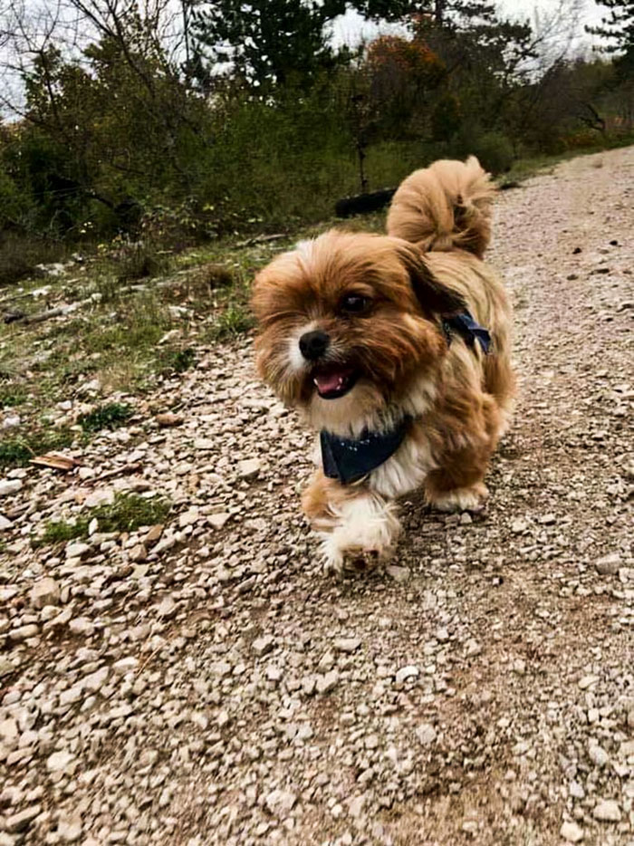 Cachorro de rua se transforma após ser adotado
