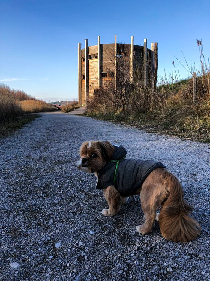 Cachorro de rua se transforma após ser adotado