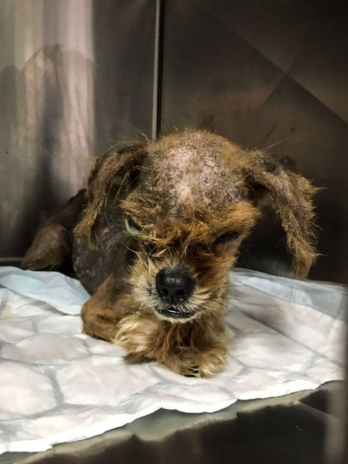 Cachorro de rua se transforma após ser adotado