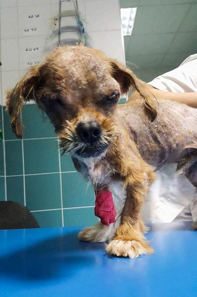 Cachorro de rua se transforma após ser adotado