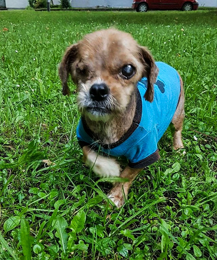 Cachorro de rua se transforma após ser adotado