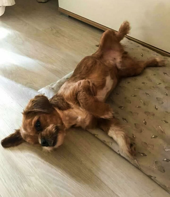 Cachorro de rua se transforma após ser adotado