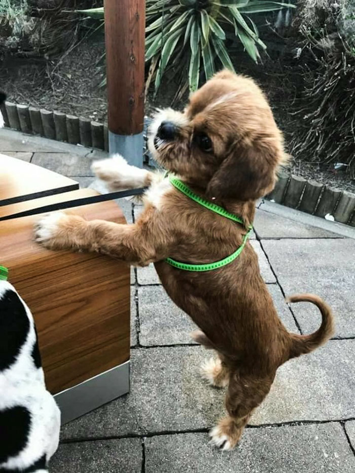 Cachorro de rua se transforma após ser adotado