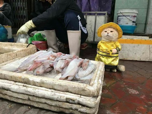 Gato peixeiro conquista internet e se transforma em celebridade