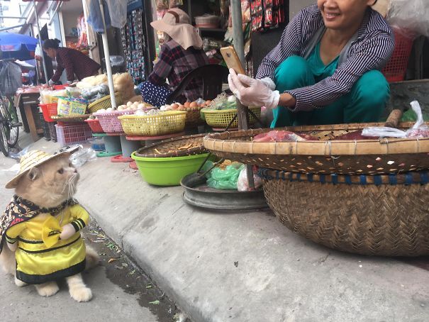 Gato peixeiro conquista internet e se transforma em celebridade