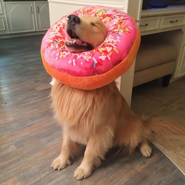 Labradores e golden retrievers 'simpaticães'