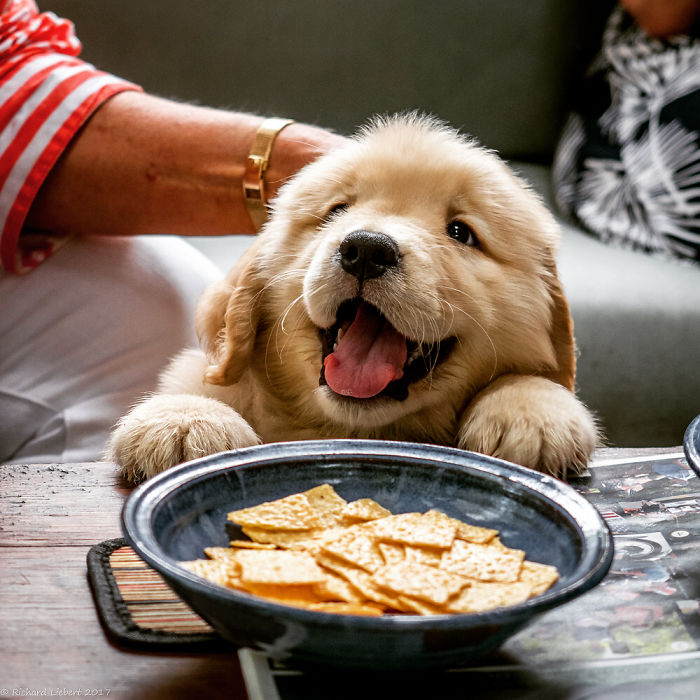 Labradores e golden retrievers 'simpaticães'