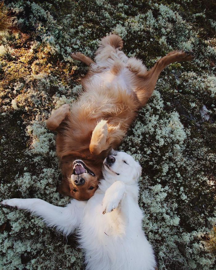 Labradores e golden retrievers 'simpaticães'