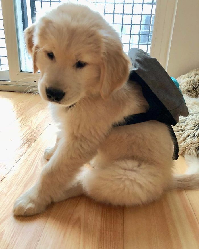 Labradores e golden retrievers 'simpaticães'