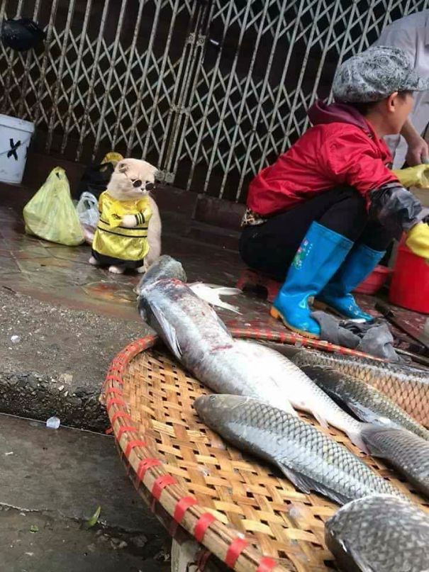 Gato peixeiro conquista internet e se transforma em celebridade