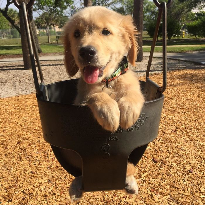 Labradores e golden retrievers 'simpaticães'