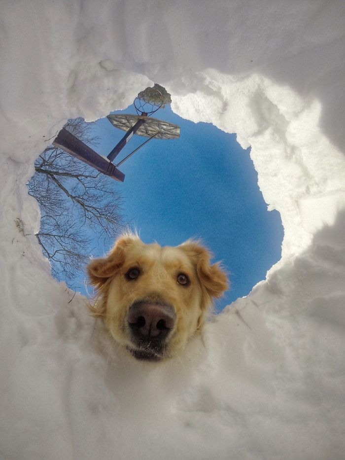 Labradores e golden retrievers 'simpaticães'