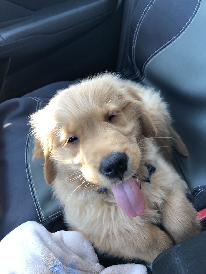 Labradores e golden retrievers 'simpaticães'