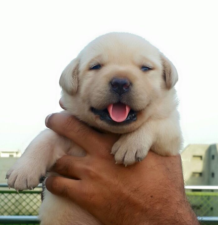 Labradores e golden retrievers 'simpaticães'