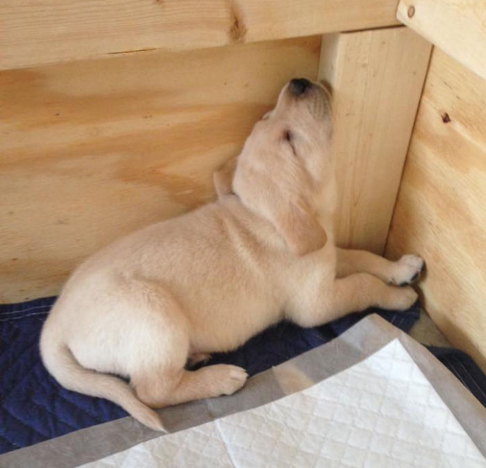 Labradores e golden retrievers 'simpaticães'