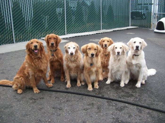 Labradores e golden retrievers 'simpaticães'