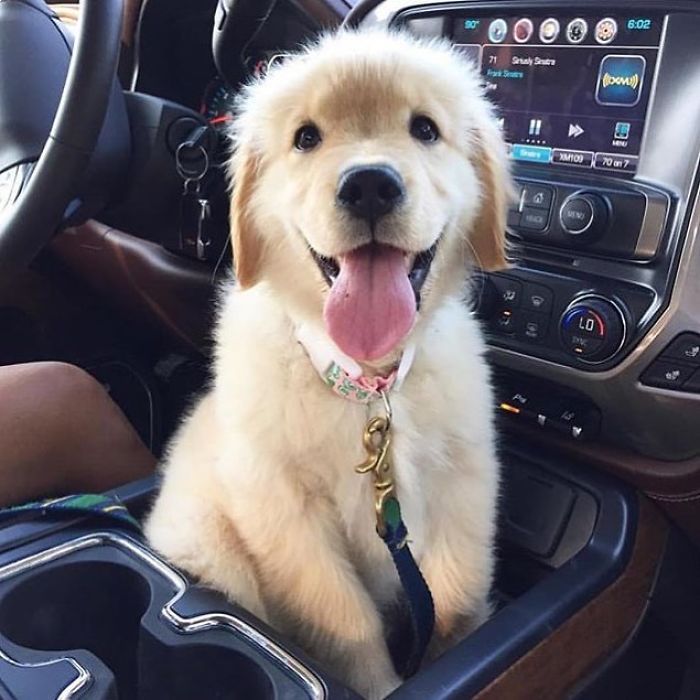 Labradores e golden retrievers 'simpaticães'