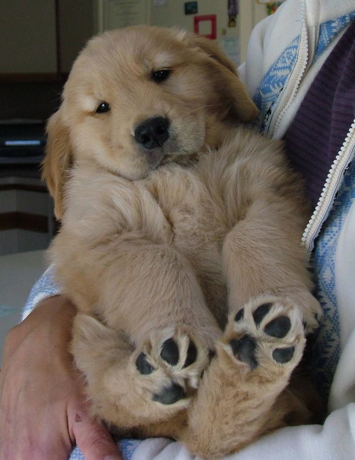 Labradores e golden retrievers 'simpaticães'