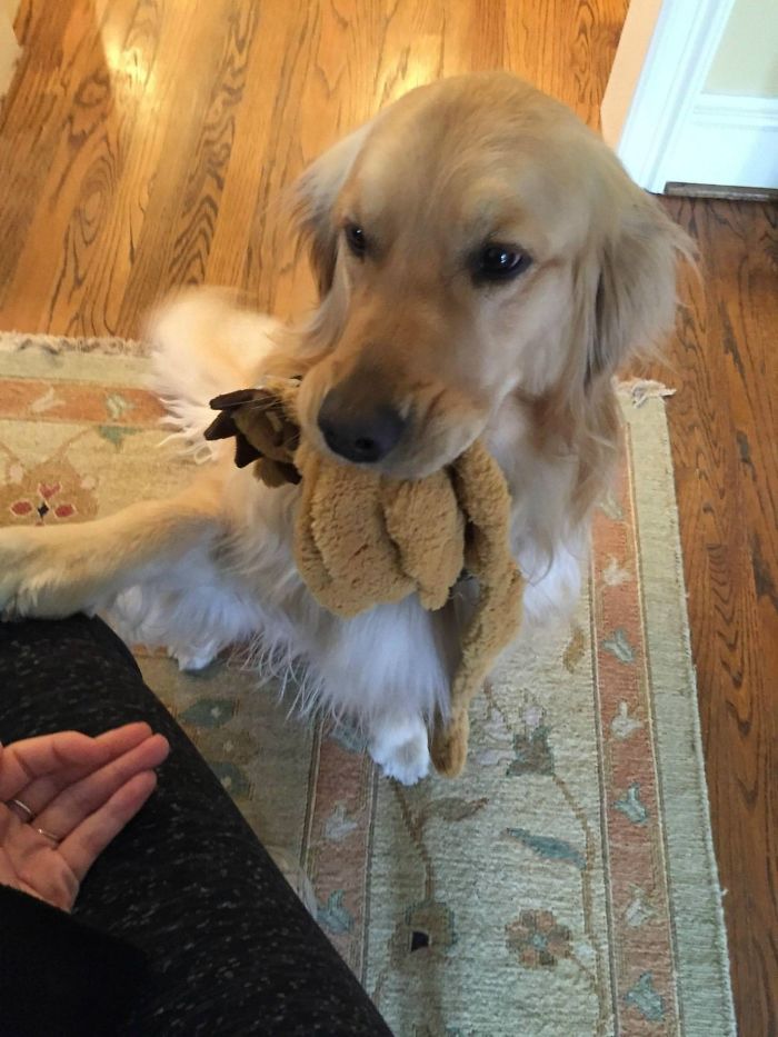 Labradores e golden retrievers 'simpaticães'
