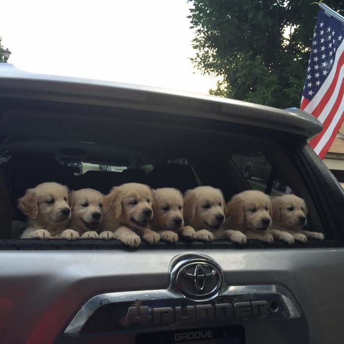 Labradores e golden retrievers 'simpaticães'