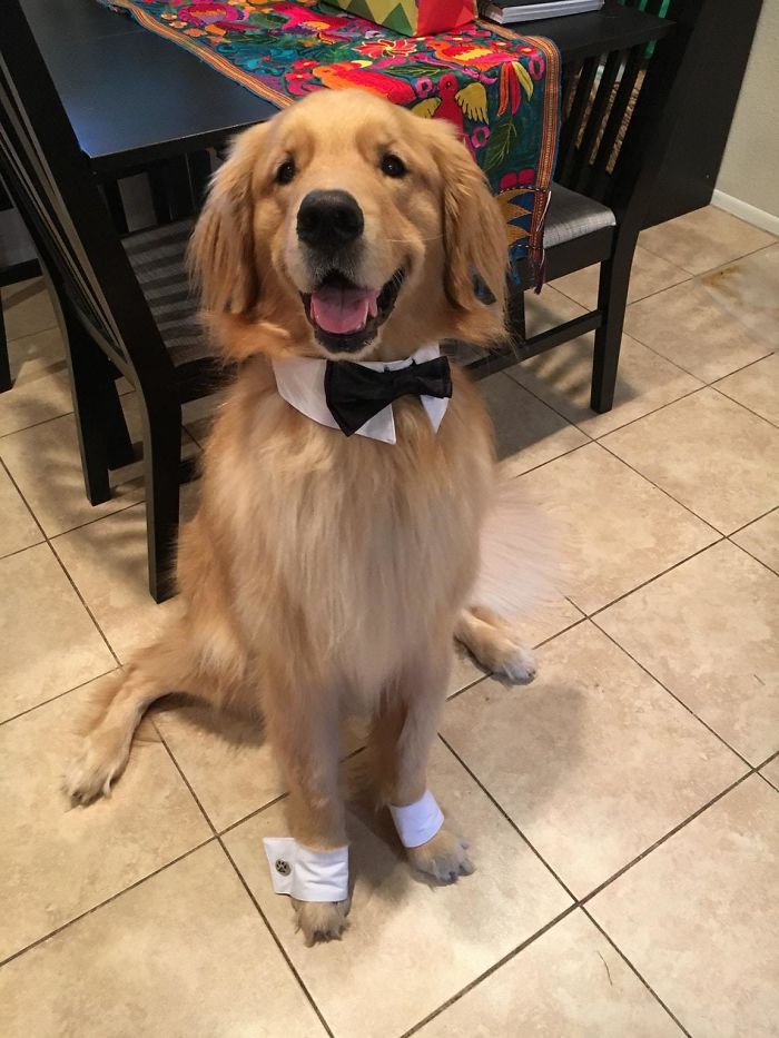 Labradores e golden retrievers 'simpaticães'