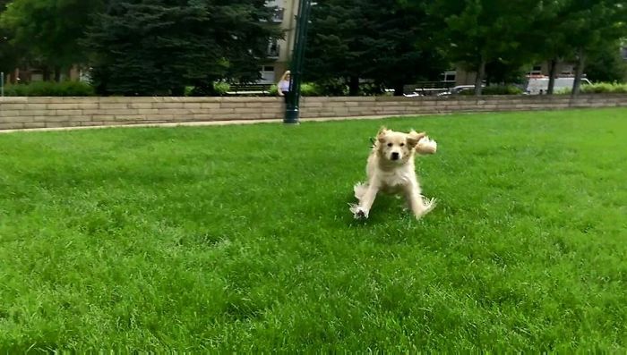 Labradores e golden retrievers 'simpaticães'