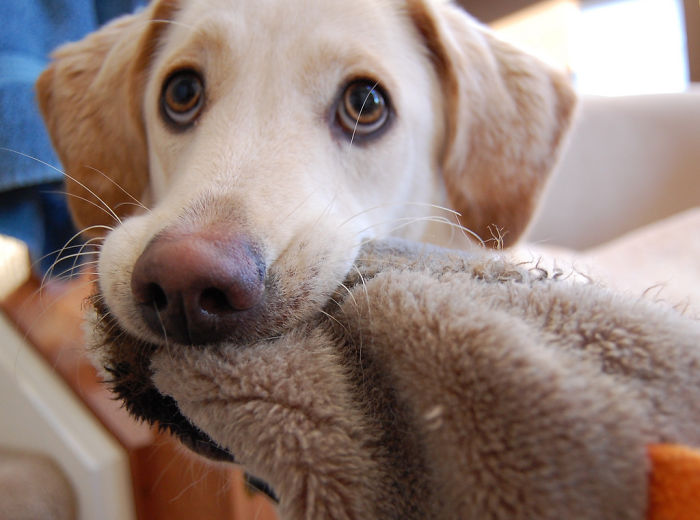 Labradores e golden retrievers 'simpaticães'