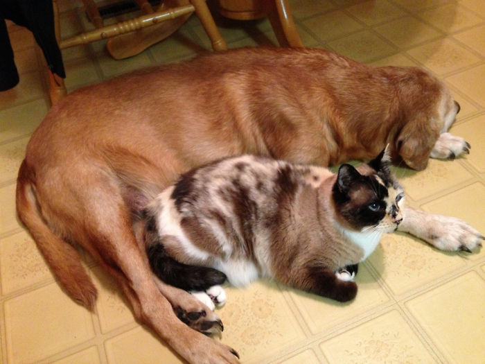Labradores e golden retrievers 'simpaticães'