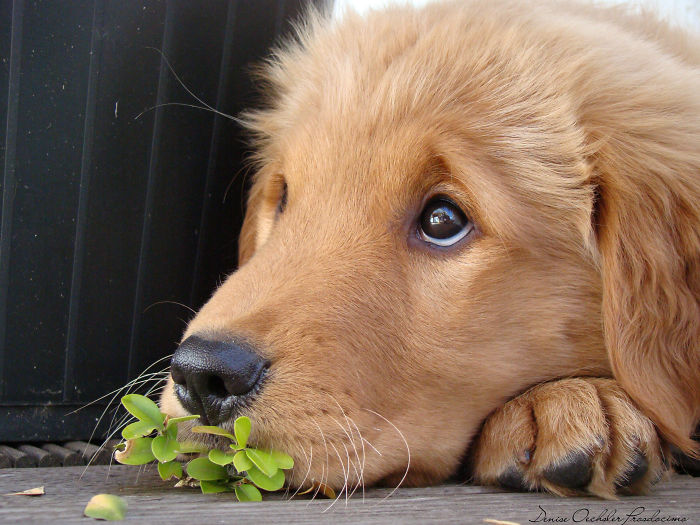 Labradores e golden retrievers 'simpaticães'