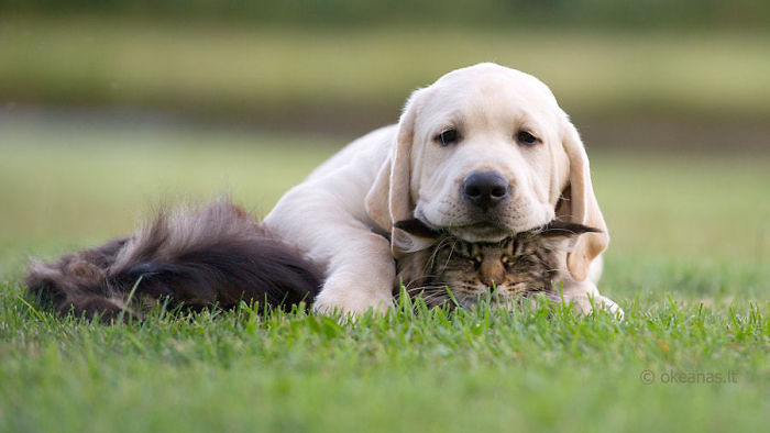 Labradores e golden retrievers 'simpaticães'