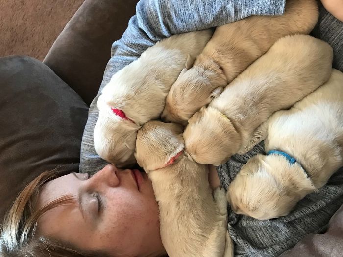 Labradores e golden retrievers 'simpaticães'