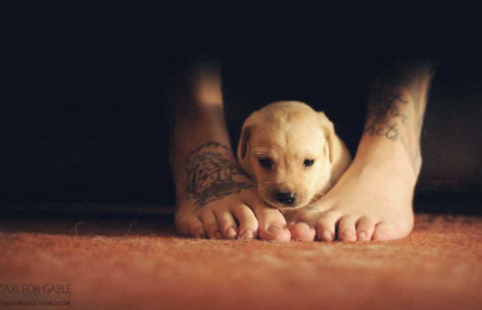 Labradores e golden retrievers 'simpaticães'