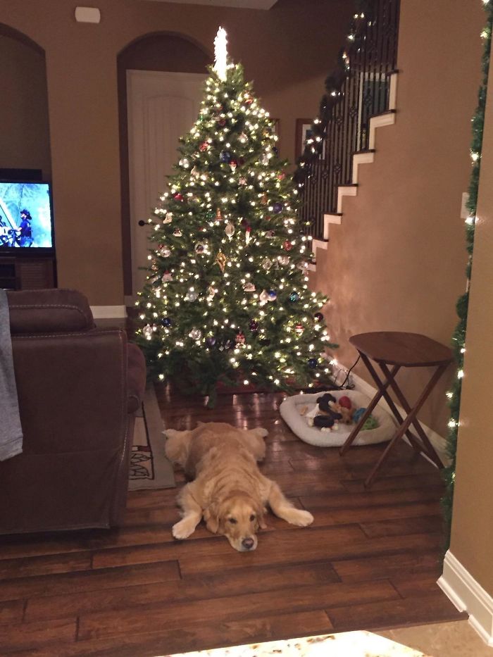 Labradores e golden retrievers 'simpaticães'