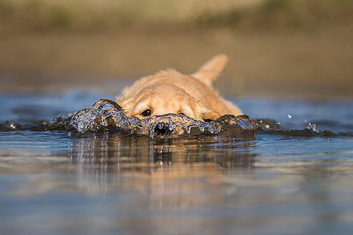 Labradores e golden retrievers 'simpaticães'