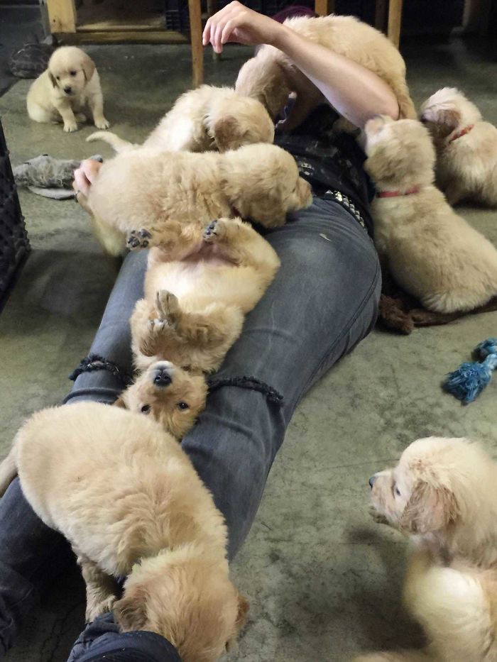 Labradores e golden retrievers 'simpaticães'