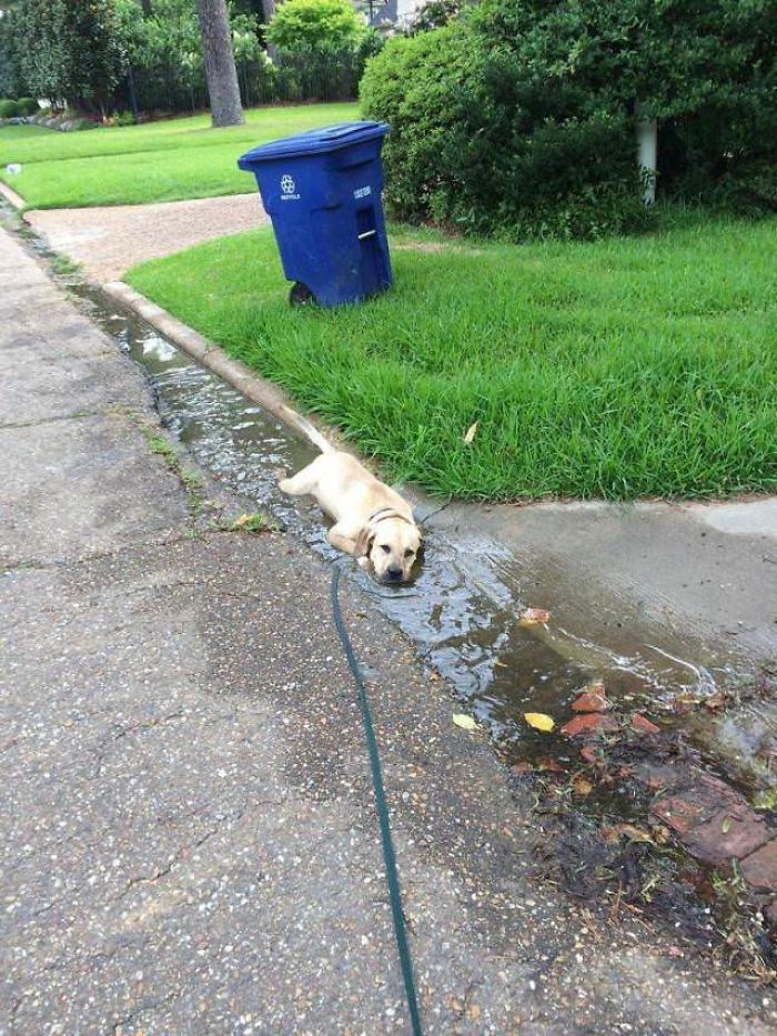 Labradores e golden retrievers 'simpaticães'