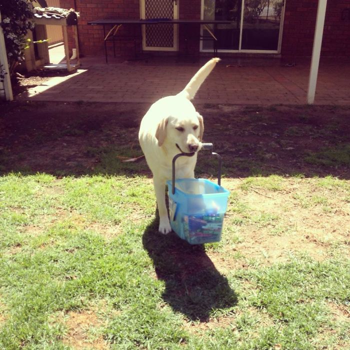 Labradores e golden retrievers 'simpaticães'