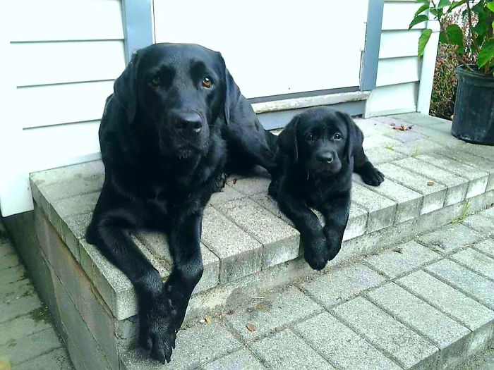 Labradores e golden retrievers 'simpaticães'