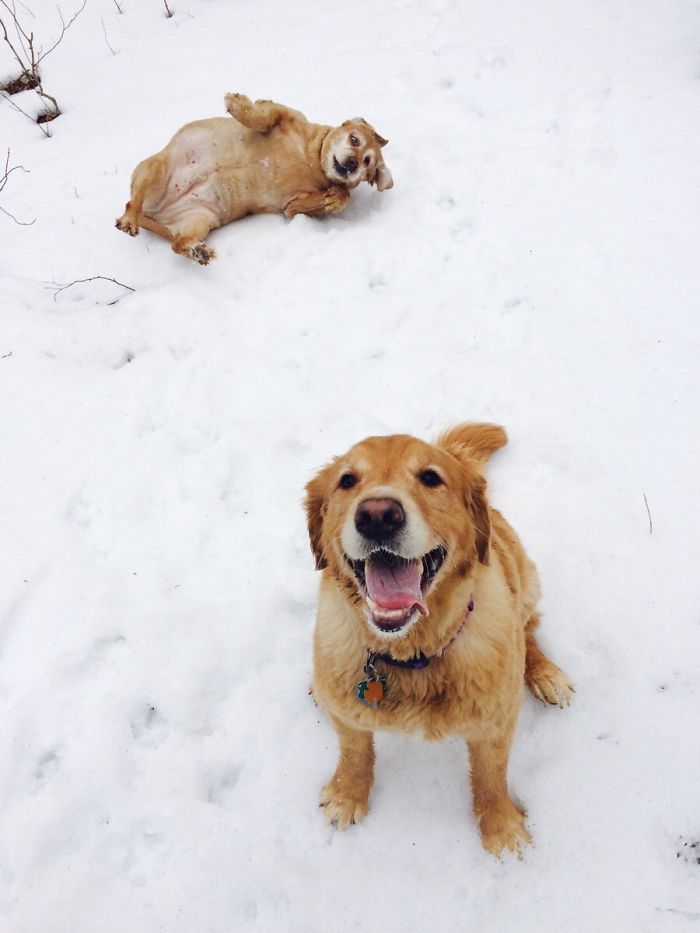 Labradores e golden retrievers 'simpaticães'