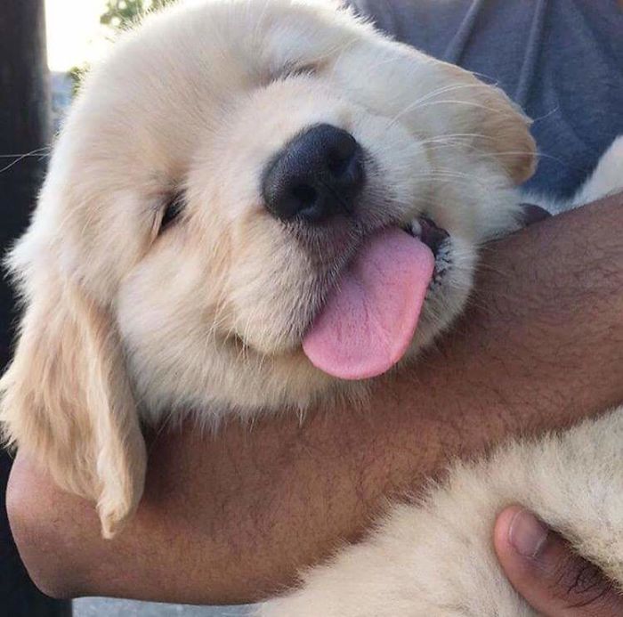 Labradores e golden retrievers 'simpaticães'