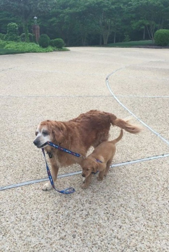 Labradores e golden retrievers 'simpaticães'