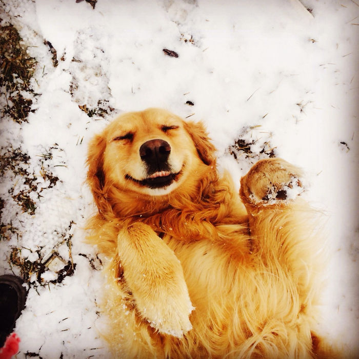 Labradores e golden retrievers 'simpaticães'