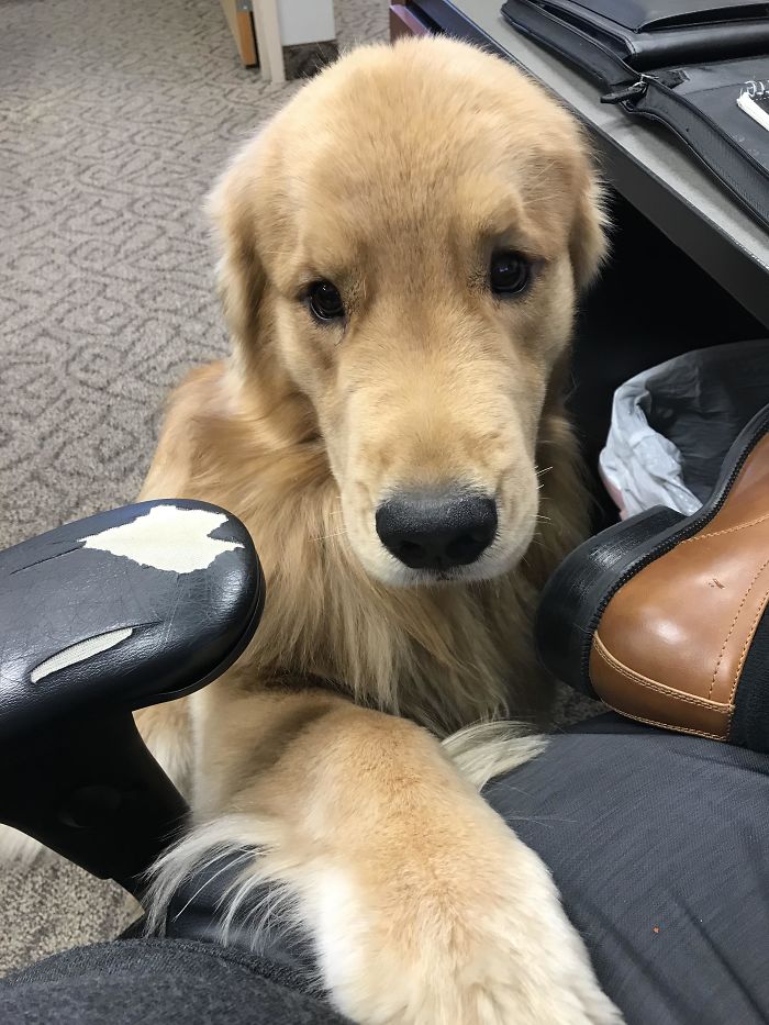 Labradores e golden retrievers 'simpaticães'