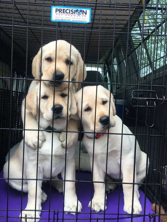 Labradores e golden retrievers 'simpaticães'