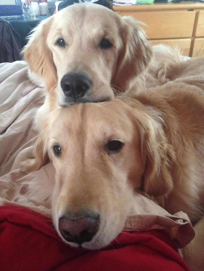 Labradores e golden retrievers 'simpaticães'