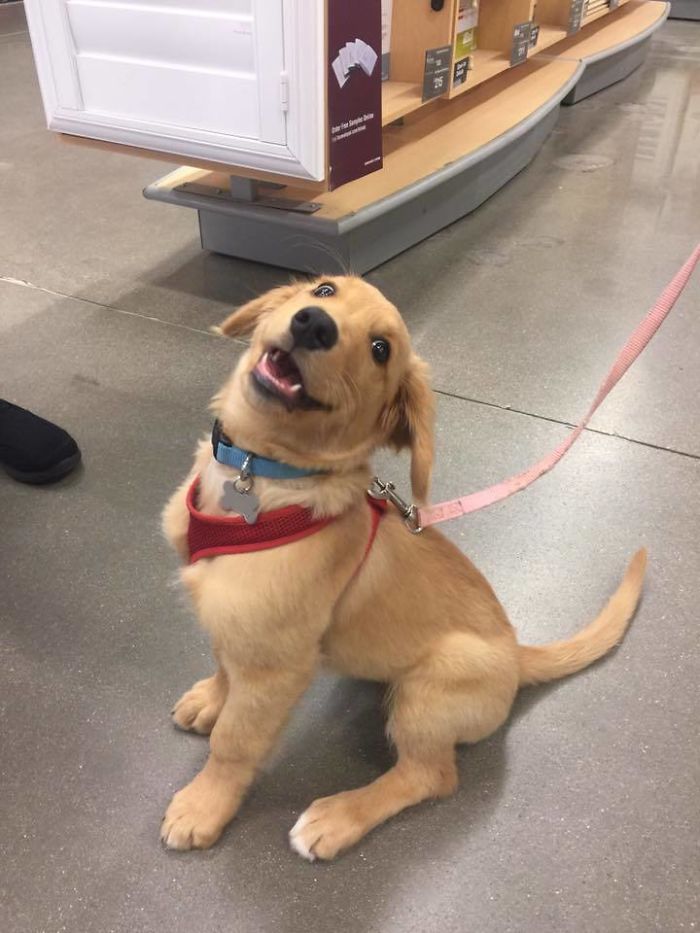 Labradores e golden retrievers 'simpaticães'